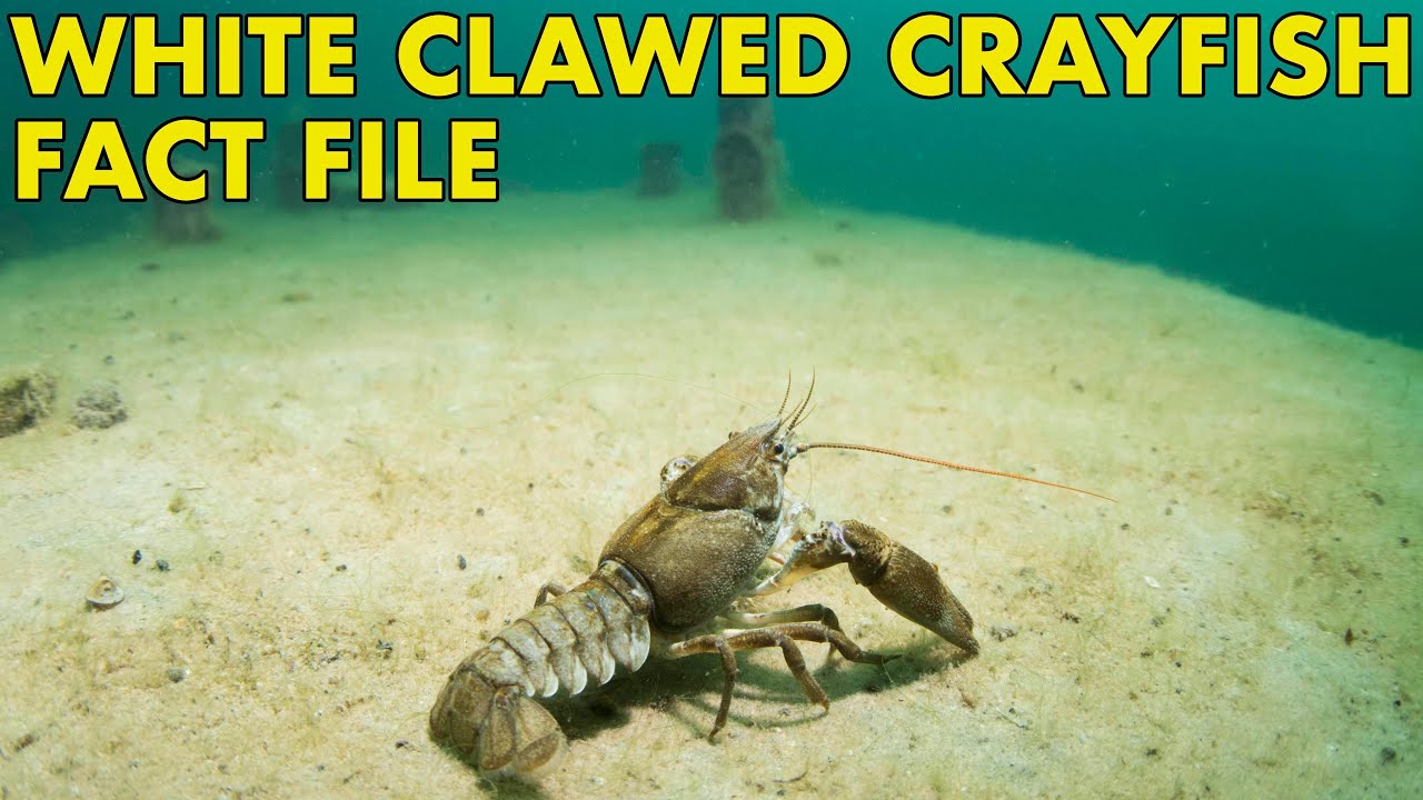 White Clawed Crayfish: Fact File (British Wildlife Facts)