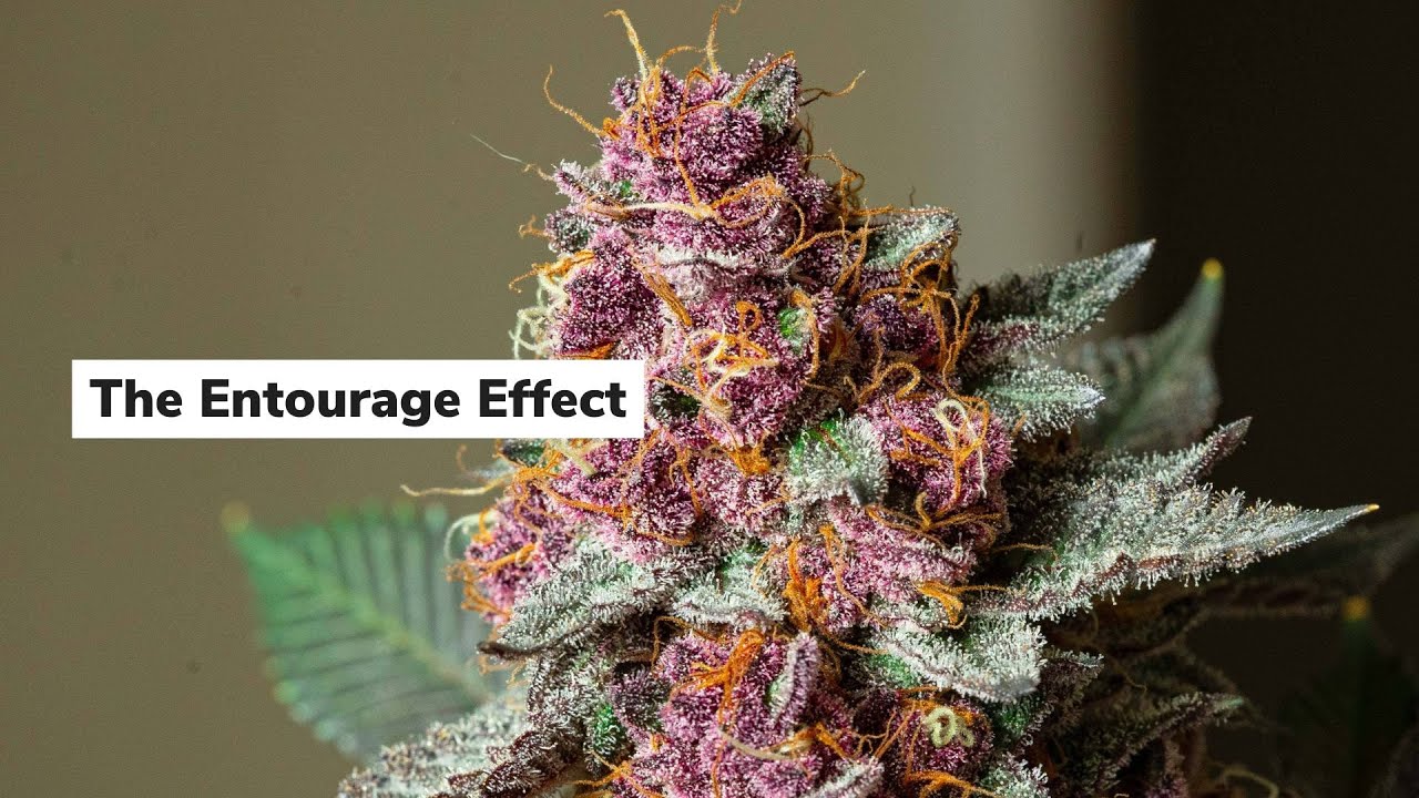 The Entourage Effect | Discover Marijuana