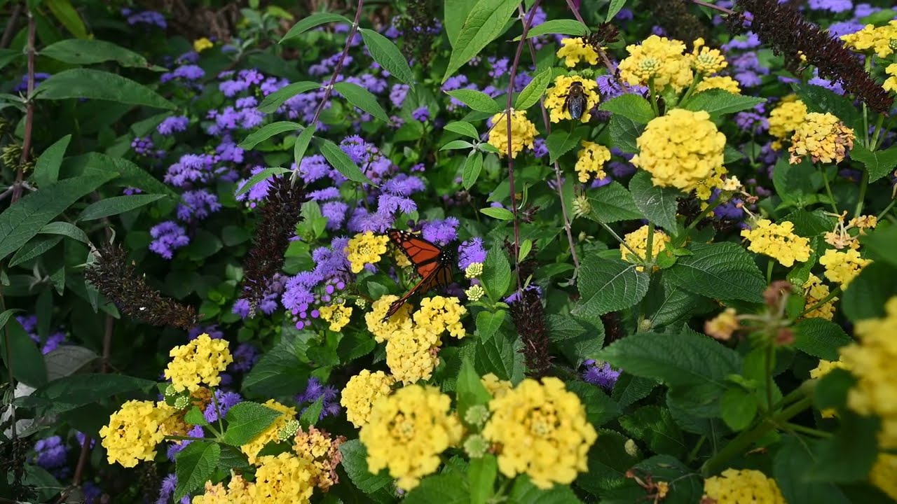 Cisseps fulvicollis, Danaus plexippus, Bombus impatiens, Prenolepis imparis, Lophocampa maculata