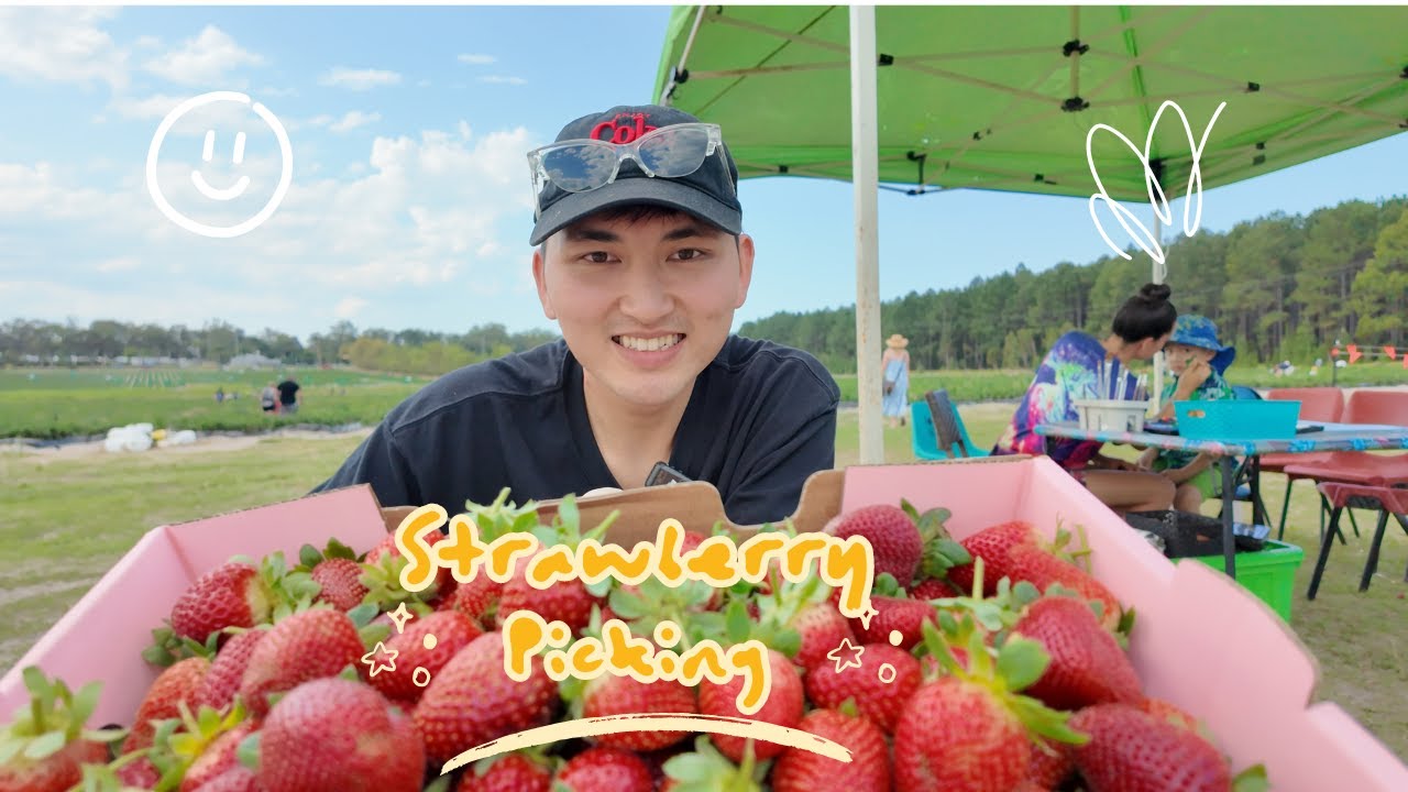 Trải nghiệm hái dâu || Tâm sự về nghề làm farm ở Úc cho những ai muốn qua Úc làm việc. (vlog 9)