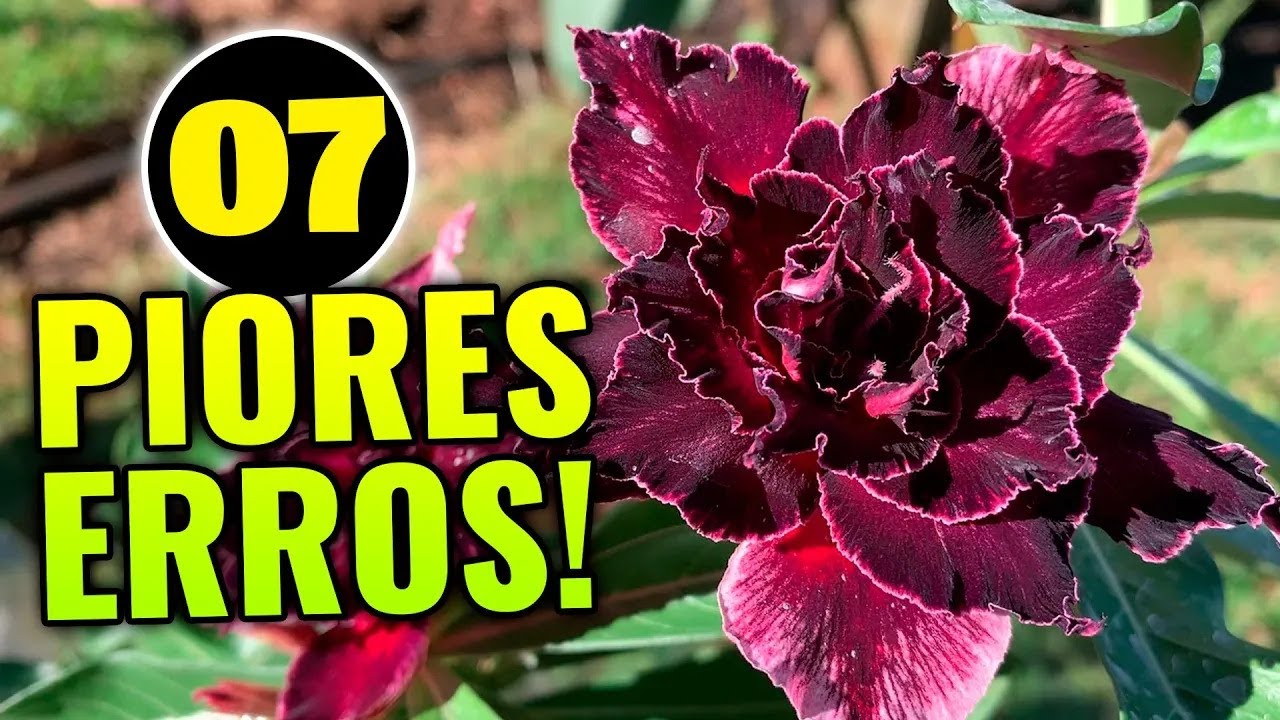 ✅7 ERROS que DESTROEM as Rosas do Deserto (o nº 3 é o mais comum!)