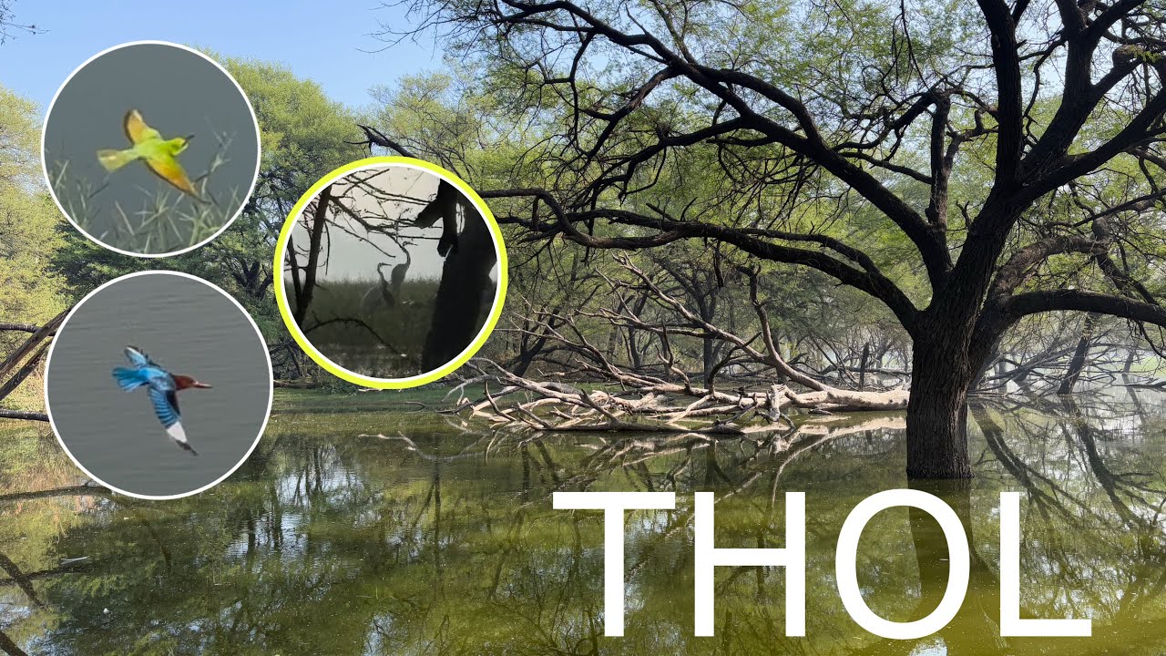 Thol Bird Sanctuary Gujarat | Ahmedabad To Thol Bird Sanctuary | thol lake