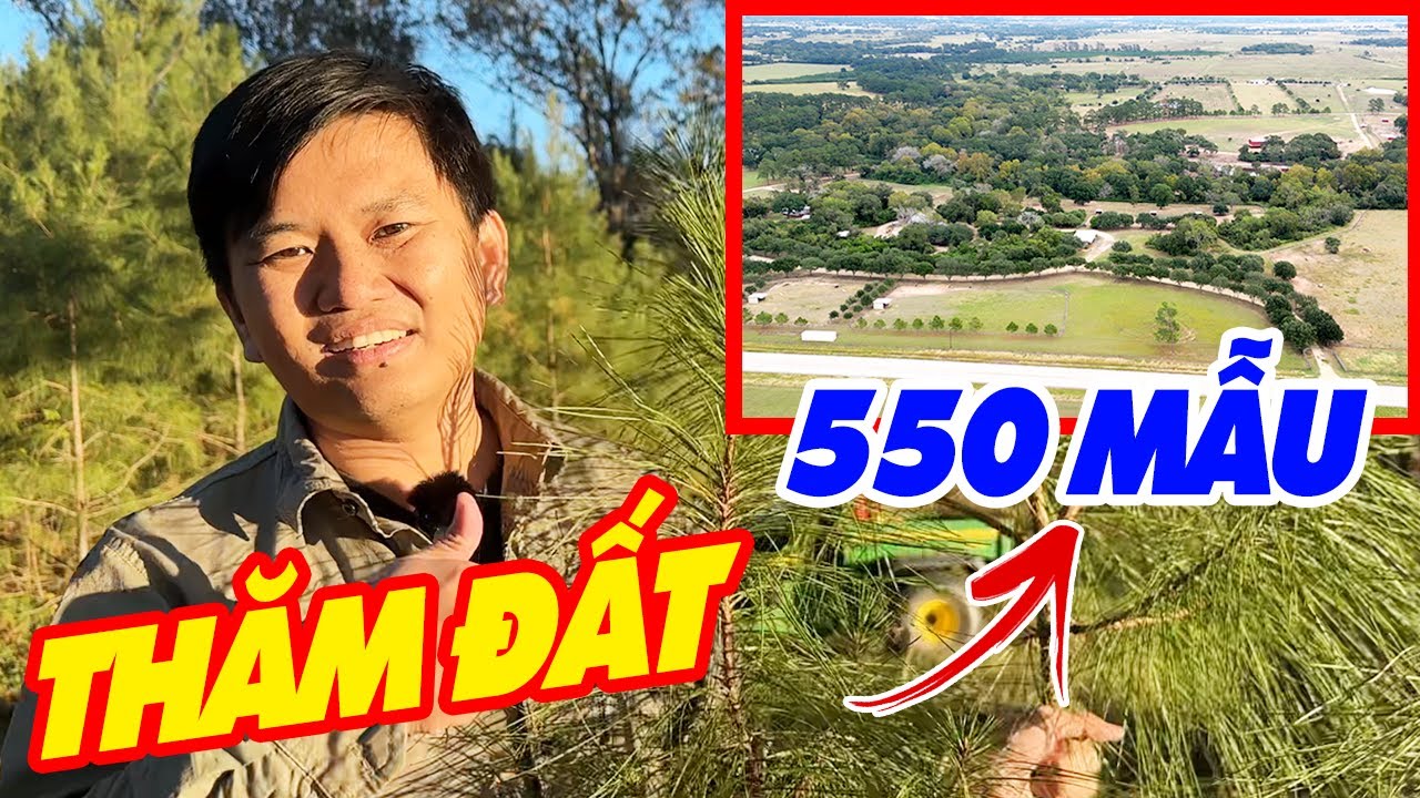 Vương Phạm Đi Lựa Cây Thông Noel Trên Mảnh Đất 550 Mẫu