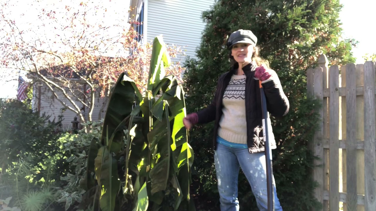 Digging Up Hardy Banana for Winter | Here She Grows