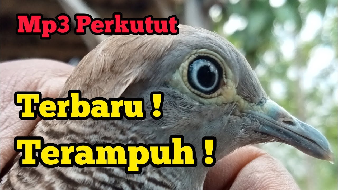 Paling AMPUH! Suara PIKAT PERKUTUT/MERBUK
