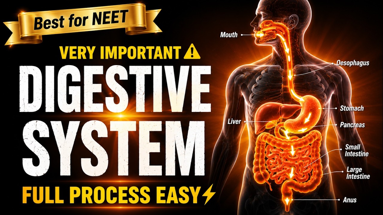 CBSE Class 11 Biology || The Human Digestive System