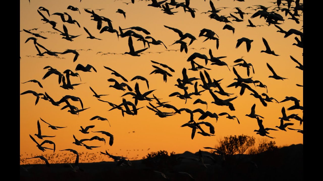 Bird Photography - Bosque Del Apache & some other New Mexico Bird Refuge
