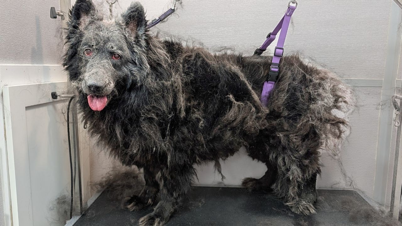 Possibly The Biggest Grooming Transformation Ever Featured
