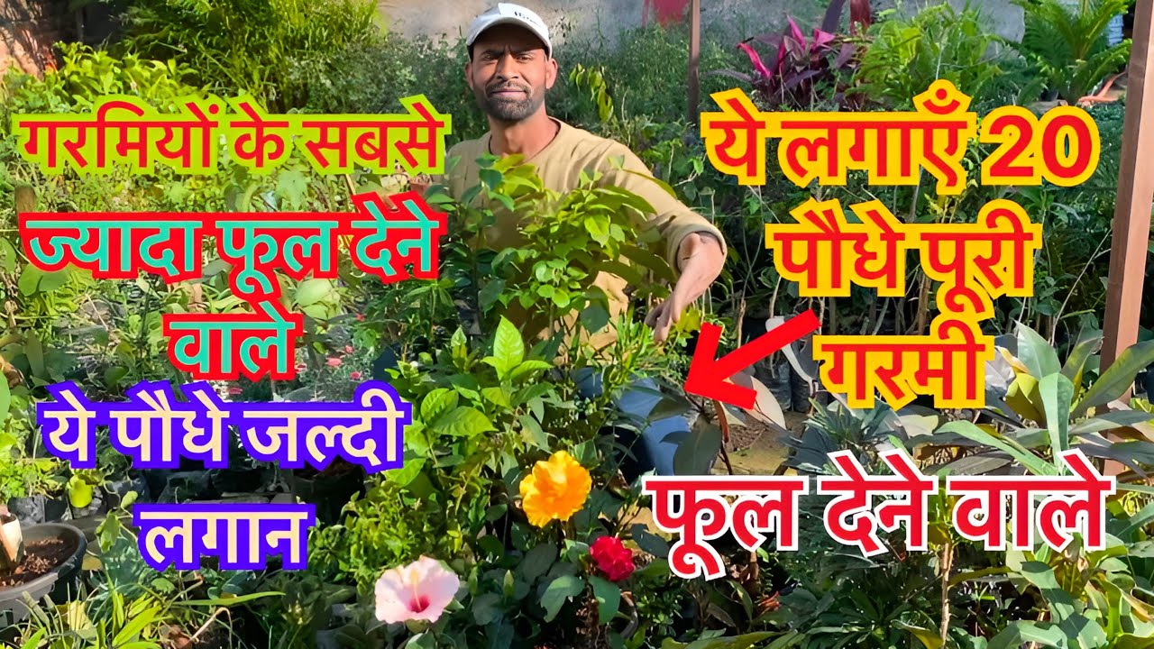 गर्मियों के सीज़न में सबसे ज्यादा फूल | देने वाले ये 20 पौधे लगाएं