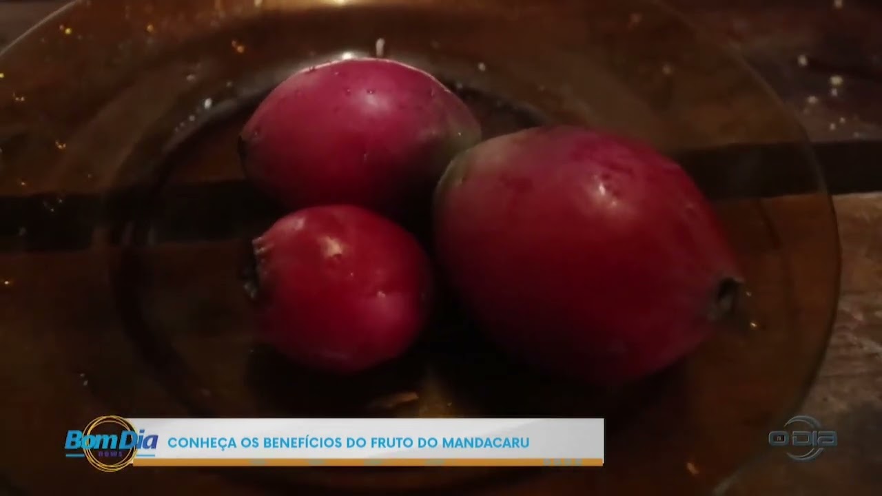 Vida no Campo: Benef&iacute;cios do Fruto do Mandacaru 25 04 2024