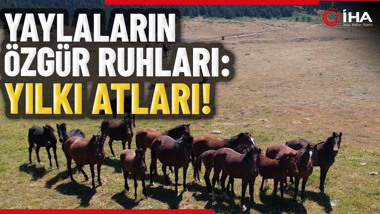 Yılkı Atlarının Oluşturduğu Görsel Şölen Böyle Görüntülendi