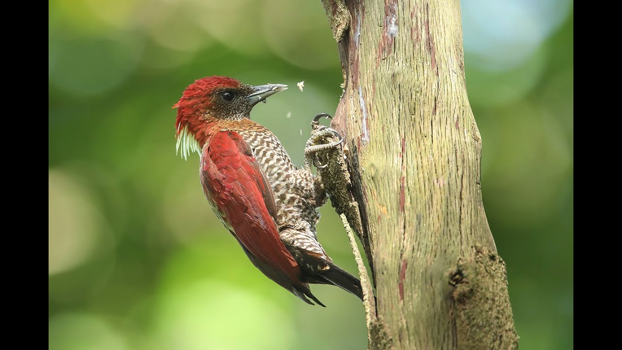 Banded Woodpecker drumming and drilling on tree