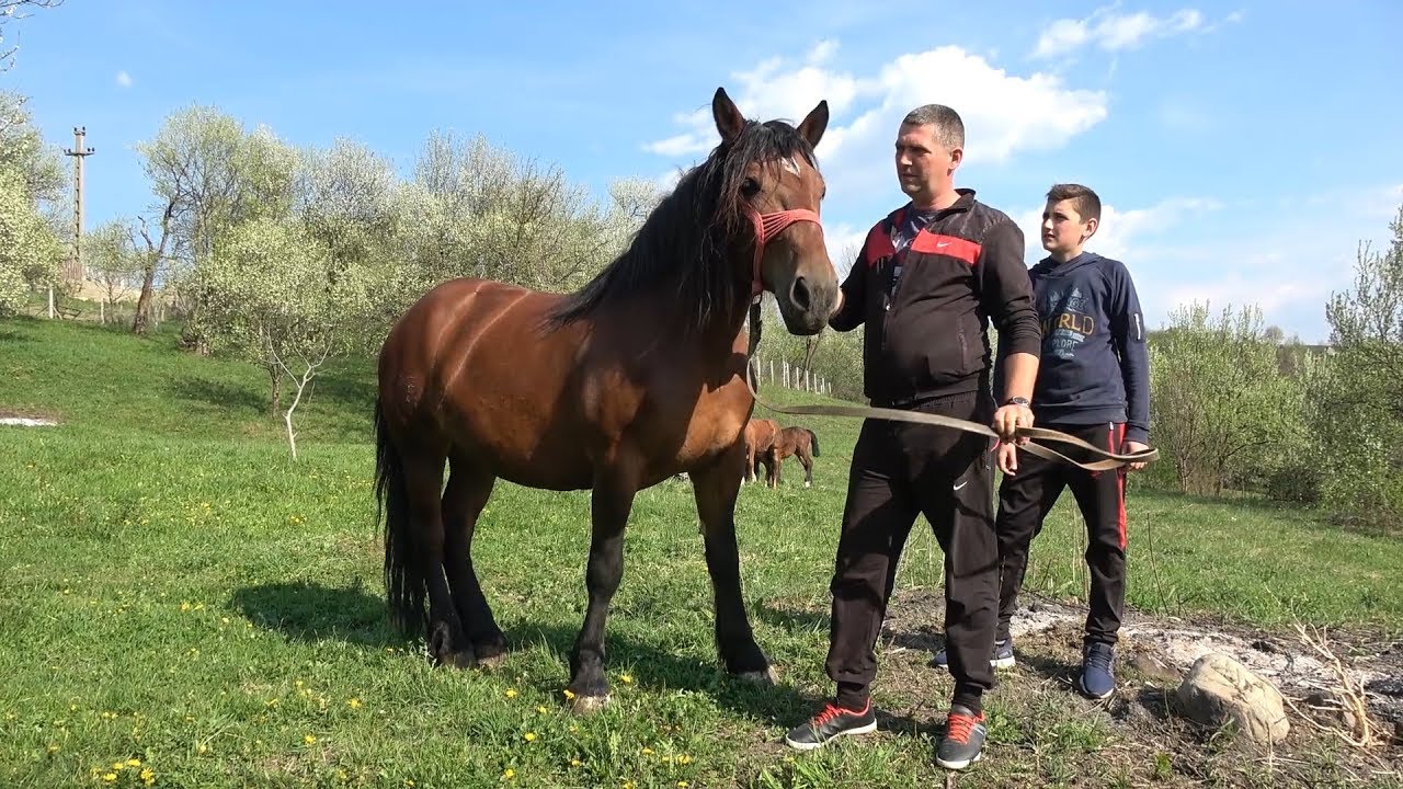 Caii lui Ionut de la Vima Mare, Maramures - 2019