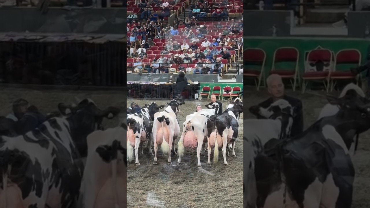 HF cows broke the record for the highest milk production at a dairy farm in Brazil.