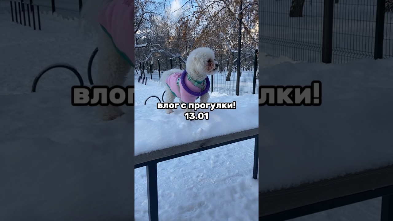 влог с прогулки💋 #dog #vlog #влог #животные #animals #прогулка #прогулкассобакой #собаки #собака