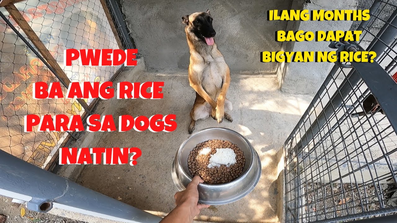 Vlog 39: FEEDING ROUTINE 2 | RICE FOR DOG ADVISABLE BA? | Belgian Malinous | TOP BREED