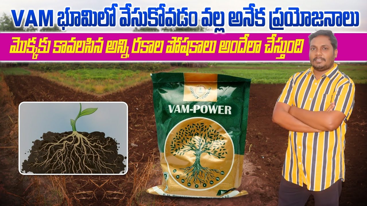 VAM వేయడం వల్ల భూమికి అనేక ప్రయోజనాలు | Vesicular Arbuscular Mycorrhizae(VAM) | AgriTech Telugu