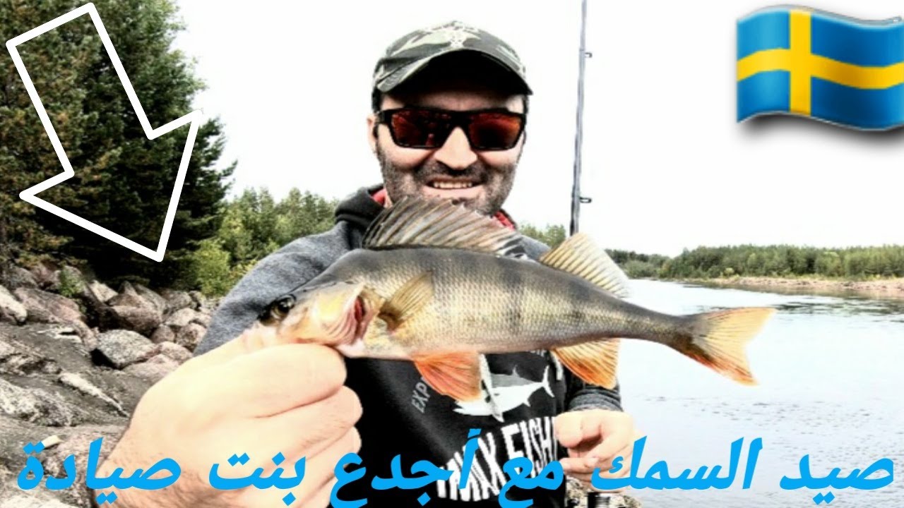 صيد سمك الأبوري في السويد 🇸🇪 مع صديقتي الصيادة الجدعة. Fiska abborrar i Sverige