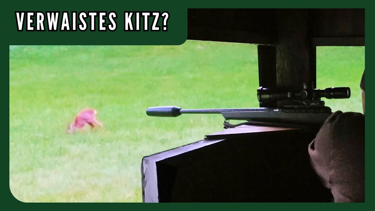 Einsames Kitz - Start in die Rehwildjagd im Herbst