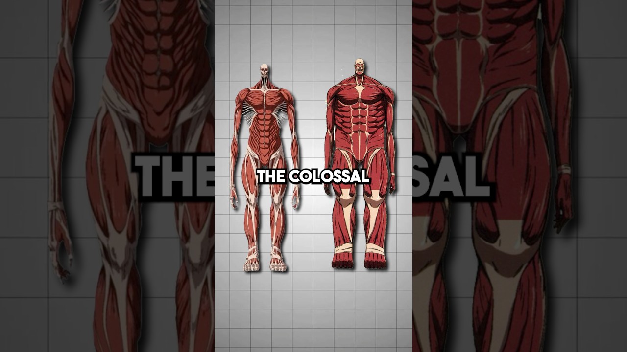 Colossal Titan vs Wall Titans | AOT Explained  #attackontitan #armin #aot