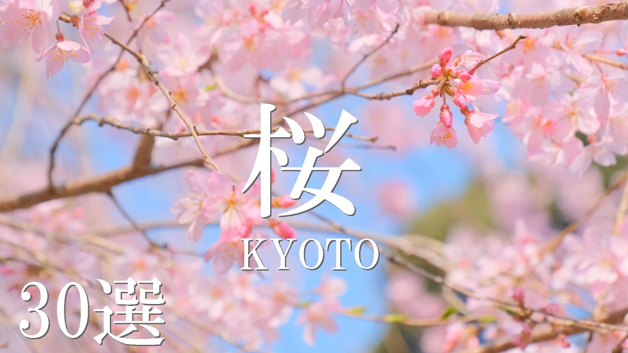 2026年見るべき京都の桜30選｜秀吉ゆかりの醍醐寺から西陣の穴場まで　見頃・見どころ徹底ガイド