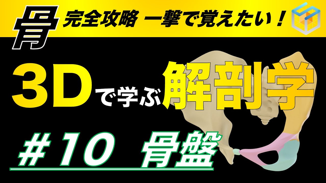 #10  骨盤【3Dで学ぶ解剖学】動きの要となる骨盤を3Dアニメーションで完全理解❗️#骨盤