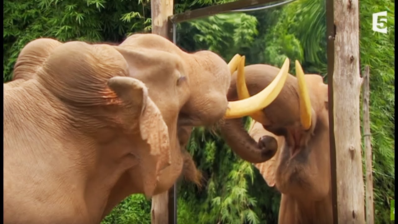 La preuve de l'intelligence des éléphants - ZAPPING SAUVAGE
