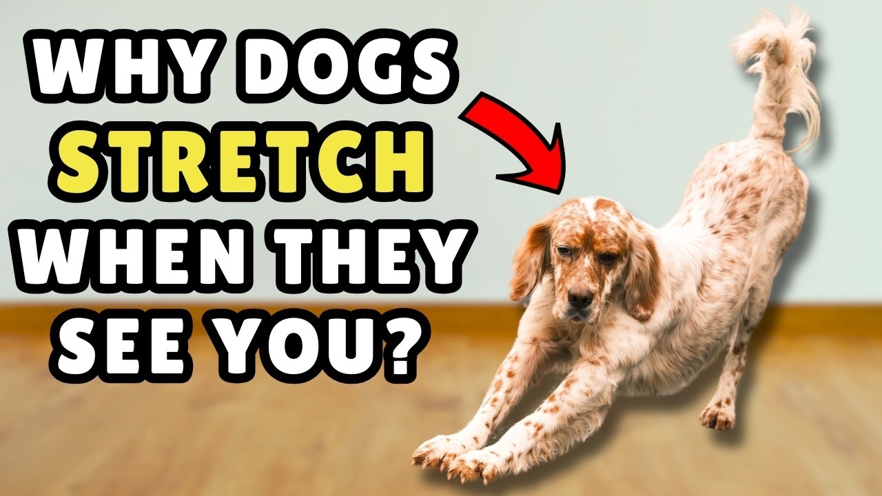 Does Your Dog Stretch When They See You? This Is What It Really Means