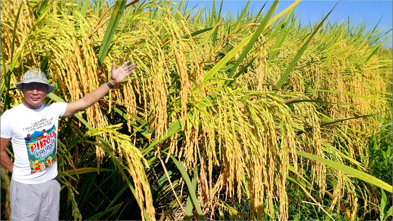 Mga Dapat Gawin sa Pagtanim ng Palay Para Tumaas ang Ani- Panoorin