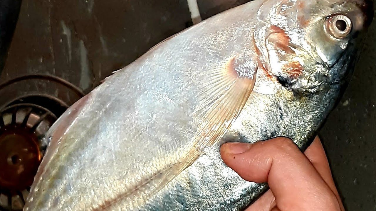 سمك ميرا وسر قرمشة السمك المقلي