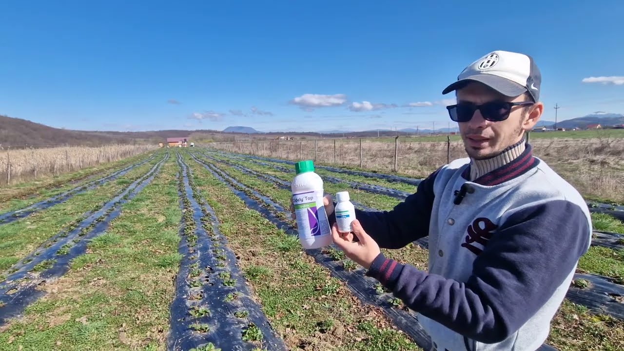 Al doilea tratament la căpșuni Cidely Top + Vertimec