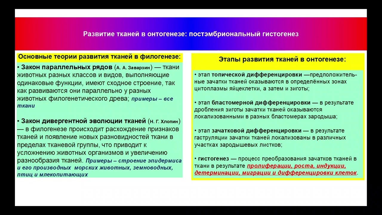 15:40 Филогенез тканей