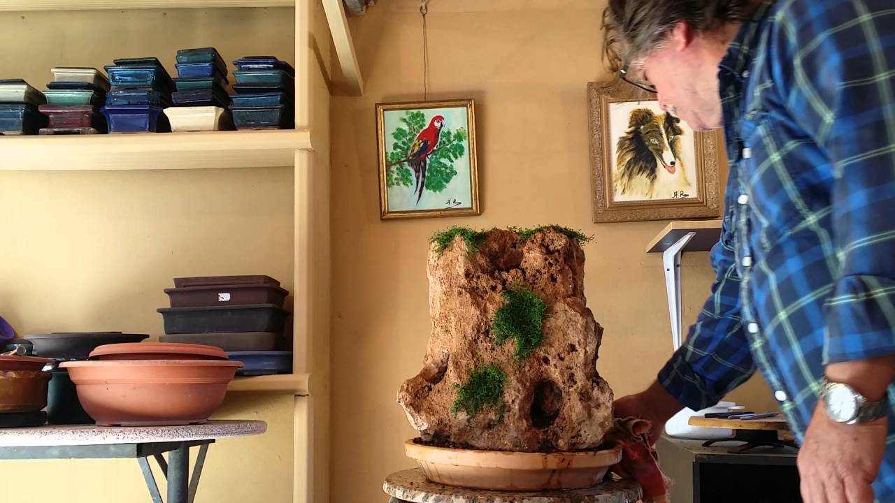 Nuevo proyecto en roca  4 parte composición de pinos de semillas jardin de bonsáis de Antonio Ruiz