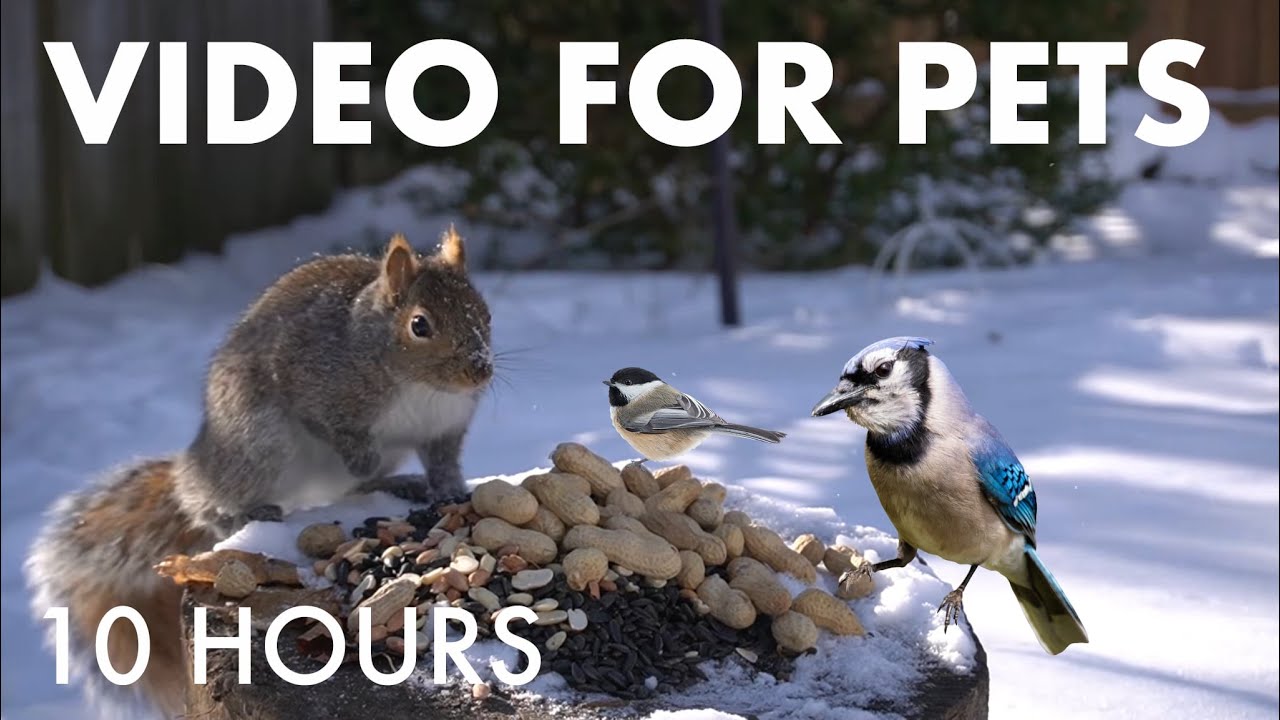 Cat TV for Pets to Watch 🐱 - 10 Hours of Hungry Backyard Squirrels in the Snow - Feb 08, 2026