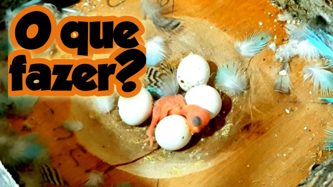 FÊMEA DE PERIQUITO COMENDO OVOS, O QUE FAZER?