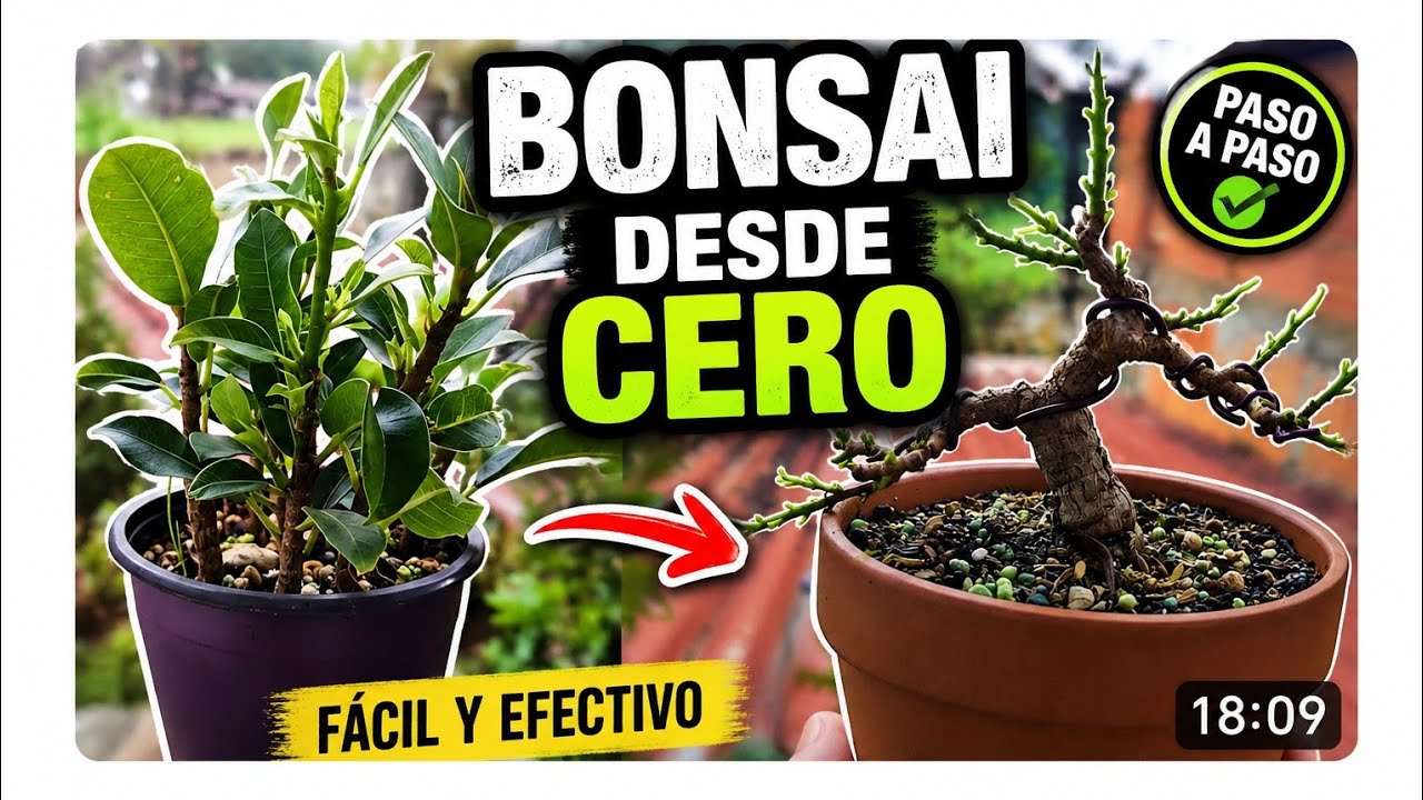 Cómo empezar un bonsai desde cero