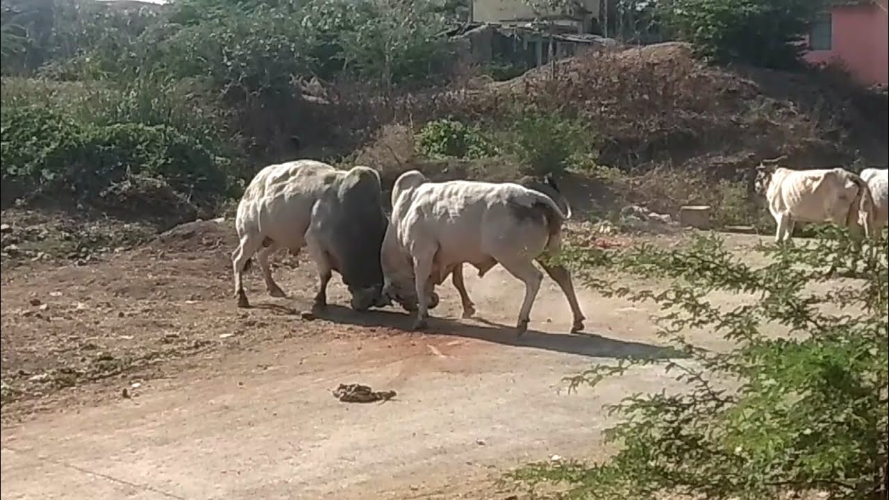 आक्क्या फाईट (सांड फाईट) bull fight