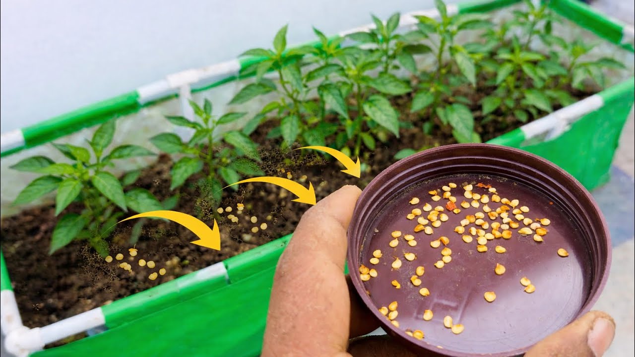 गर्मियों में घर की छत पर बड़े ग्रोबैग में उगायो हरी मिर्च | Kitchen Gardening | Rooftop Garden | 