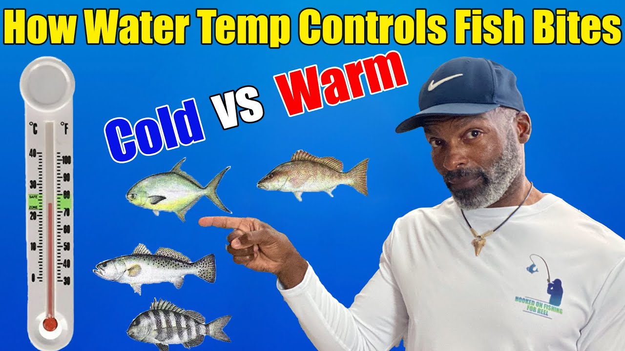 How water temperature impacts fish feeding behavior:Cold vs Warm