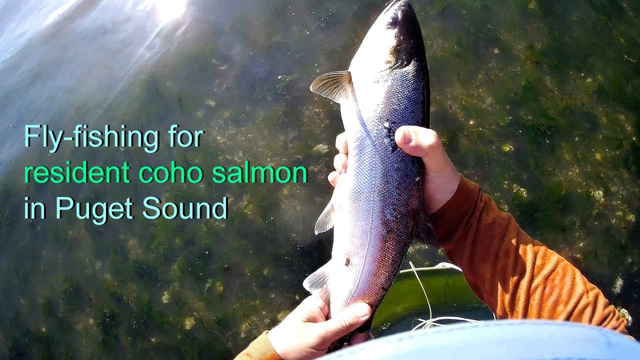 Fly fishing for resident coho salmon in Puget Sound