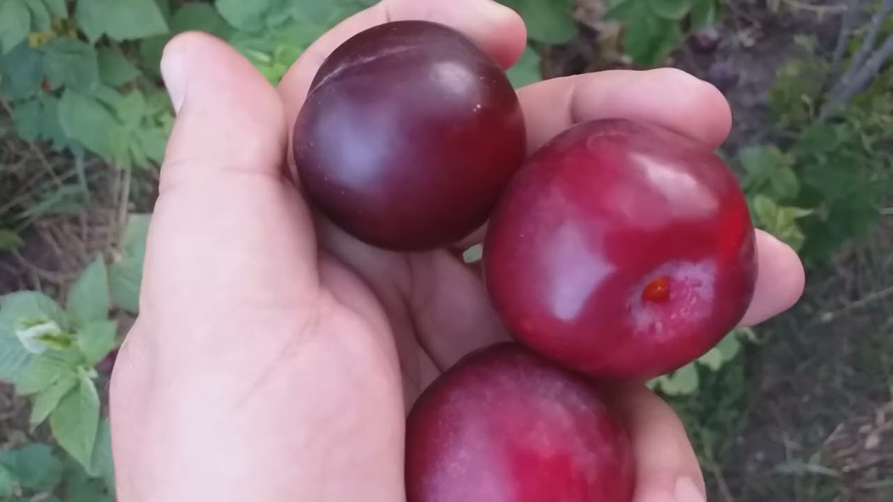 Плаэри Свит Триат (pluerry Sweet Triat) Плодоношение 2022 год