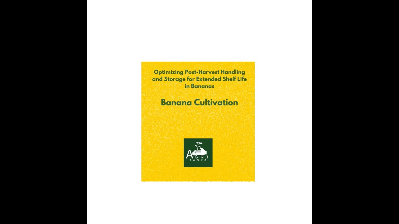 Optimizing Post-Harvest Handling and Storage for Extended Shelf Life in Bananas