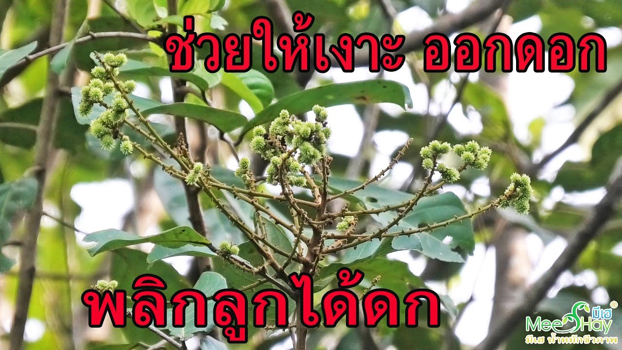 2 ขั้นตอน ช่วยให้เงาะออกดอกได้มาก พลิกลูกได้ดก ลูกโตไวขนาดใหญ่