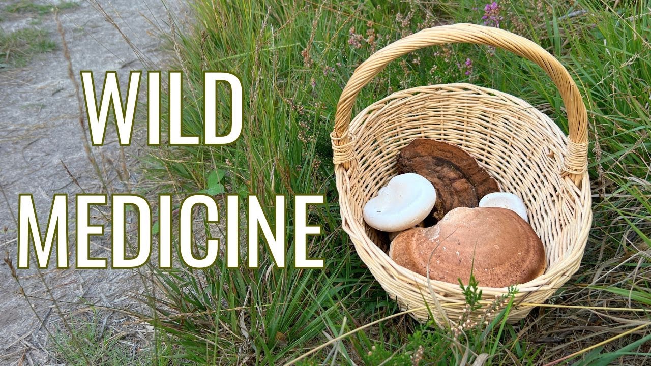 Foraging for Medicinal Mushrooms: The Forest Pharmacy