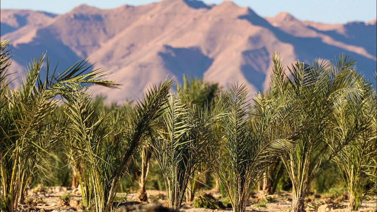 واحات النخيل في وسط ليبيا 🇱🇾🌴
