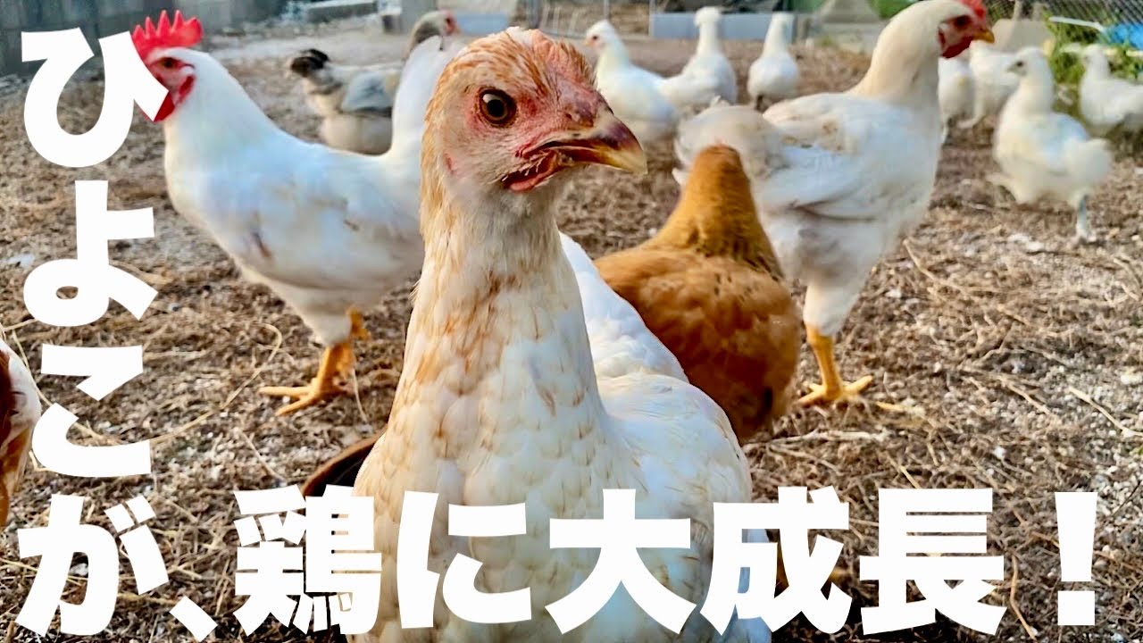 孵化させたヒヨコがこんなに大きく成長しました！