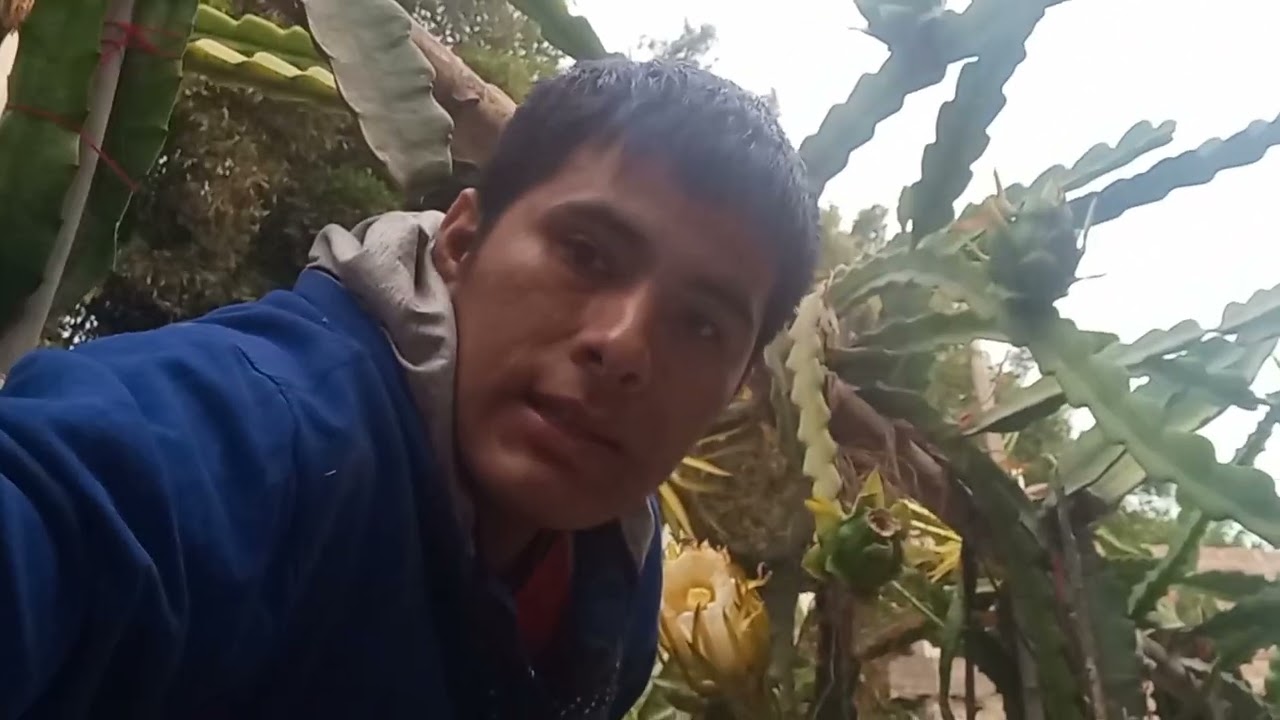 como sacar polen de la pitahaya al día siguiente 🙂-Dragon Fruit 🐉🐉🇵🇪