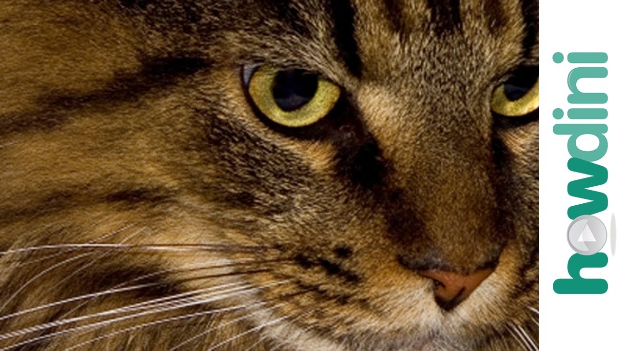 How to understand your cat's body language and mood