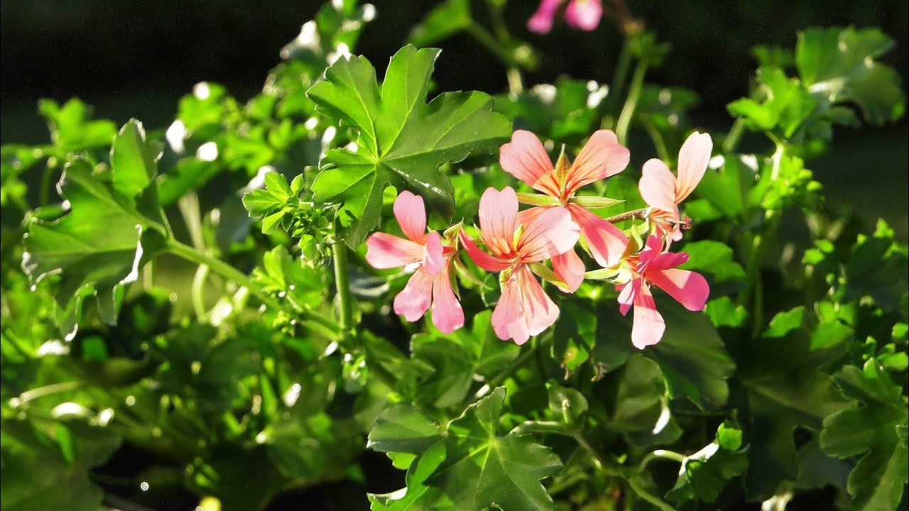 Pelargonie zwisające - na co zwrócić uwagę podczas ich sadzenia?