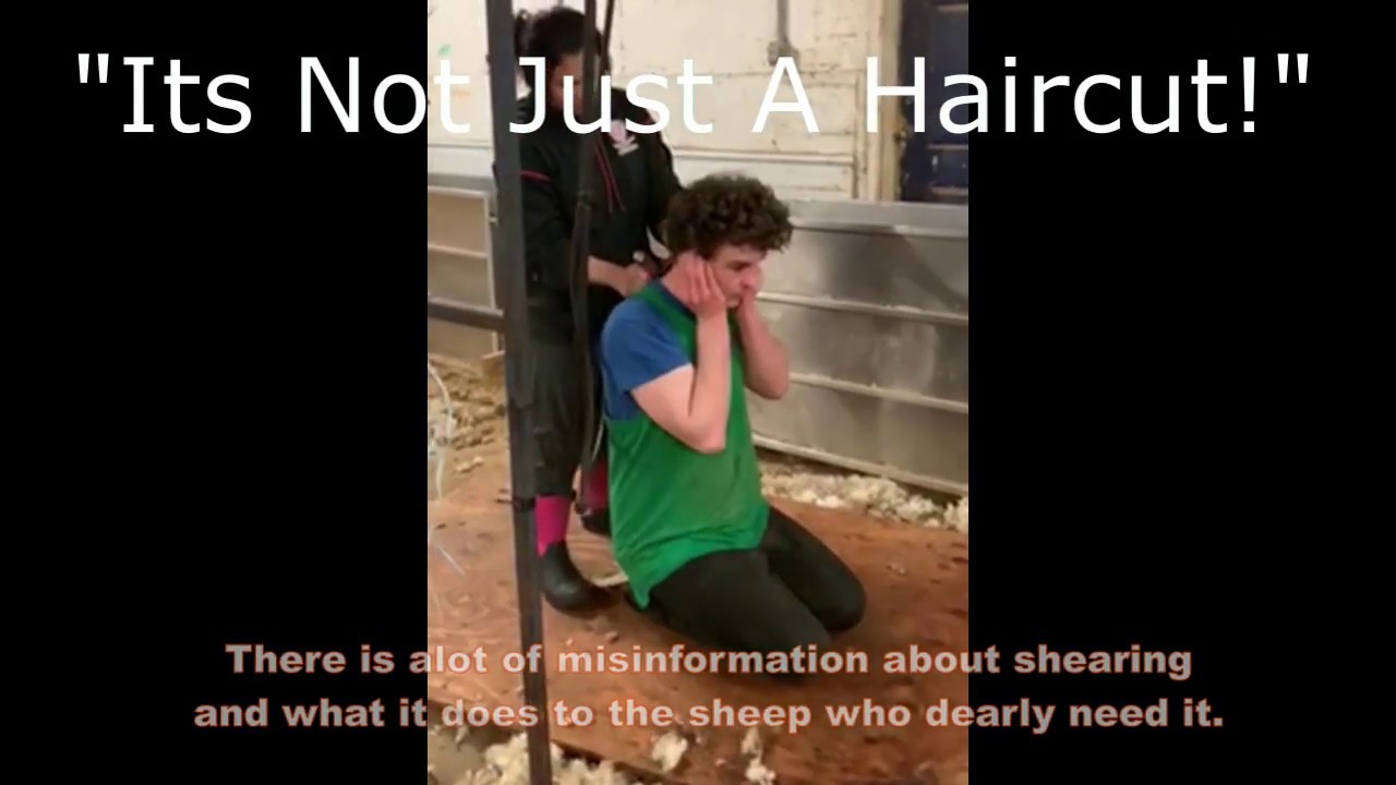 Sheep shearing... just a haircut
